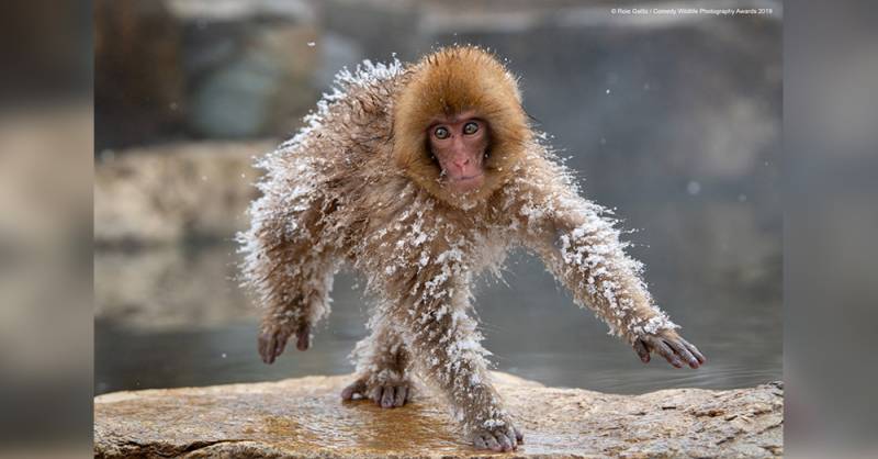 Check Out The Hilarious Finalists’ Submissions To The Comedy Wildlife Photo Awards