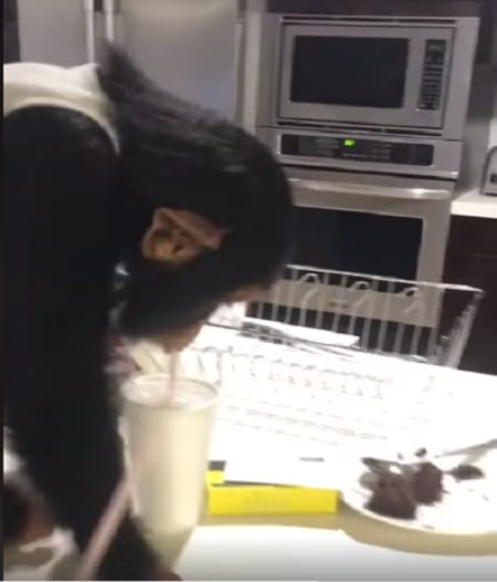 Rescued Chimp’s Old Caretaker Enters The Room–He “Spits Out” His Drink