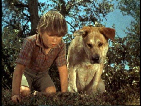 10 Things About ‘Old Yeller’ You Didn’t Already Know