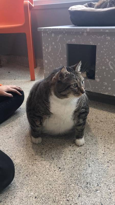 Massive 28-Pound Cat Shows up and Shocks Shelter Workers in Florida