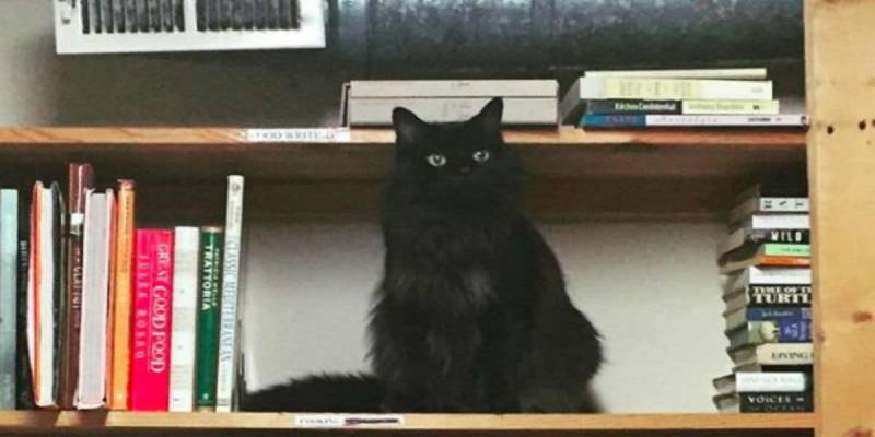 Lost Homeless Kitten Shows Up At Bookstore–They Knew Just What To Do