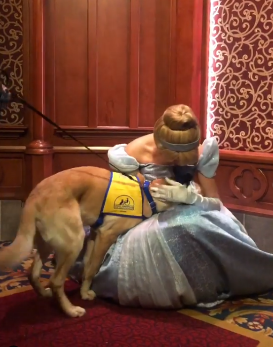 Service dog trainee falls head over heels in love, and it’s the greatest thing