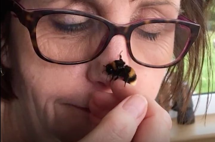 Woman Rescues a Bee, it Beeeeecomes Her Friend