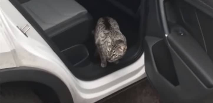 The Look On This Cat’s Face When Owner Catches Him 1/4 Mile From Home Will Leave You In Stitches