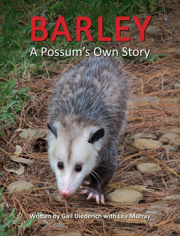 An Emotional Support…Opossum?