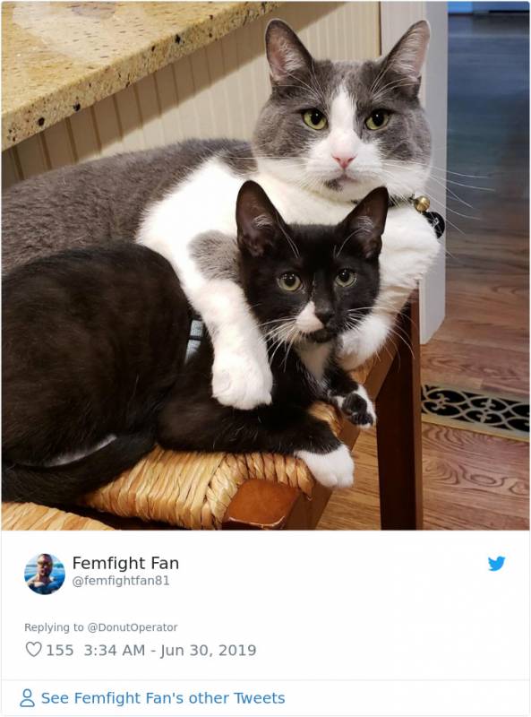 This Man Said His Cat Was Cuter Than Anyone Else’s And Other Cat Owners Were Not Happy