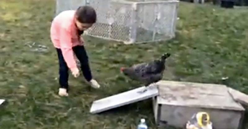 Chicken seemlessly works his way through homemade agility course–his final jump will have you laughing so hard!