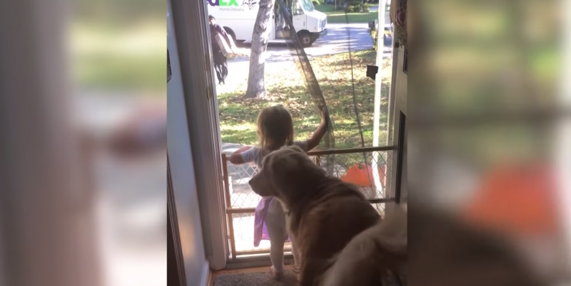 Goldie waits for the highlight of his day…the mailman. His human Mom captures his excitement