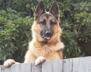 German Shepherd Kept Peeking Over Fence–Neighbor Does Nicest Thing For Her