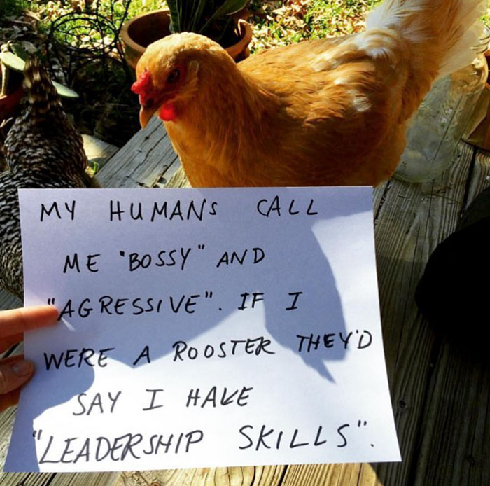 Farmers Are Starting A New Hilarious Trend–‘Chicken Shaming’