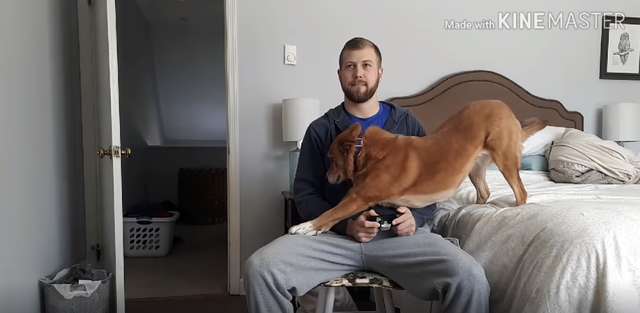 Dog Will Do Anything To Distract Her Dad From Playing His Video Games