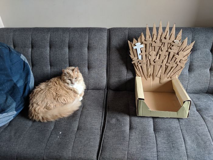 Owner Creates A Game Of Thrones Inspired Throne For Her Cat And He Loves It