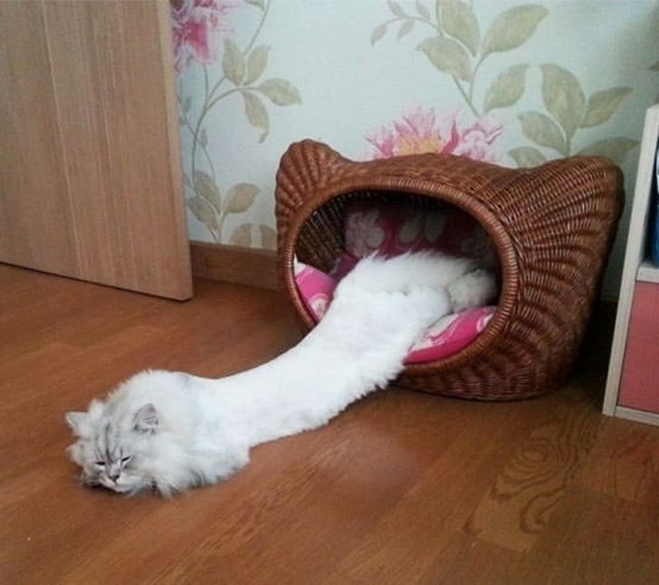 25 Flexible Cats Who Just Won’t Obey The Laws of Physics