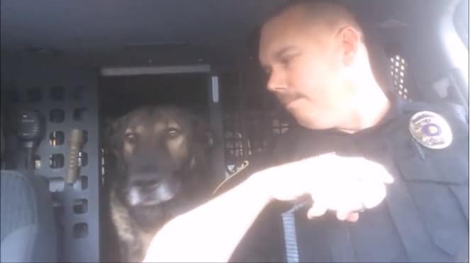 It’s This K-9’s Last Call Ever And He Knows It –Watch His Adorable Reaction To Retirement