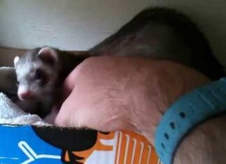 Ferret Won’t Stop Biting Owner’s Hand, Then He Realizes She’s Trying To Tell Him Something