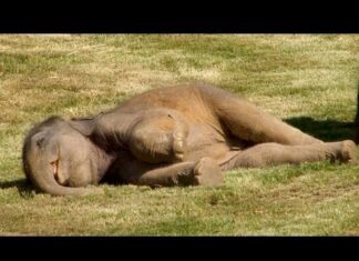Elephant Mother Tries Desperately To Wake Baby, They Need To Step In And Take Action
