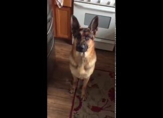 German Shepard Wants Seconds-How He Demands More Food Will Leave You Smiling All Day