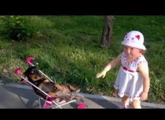 Приехала погостить внучка. Кот подался в бега, а вот пес не успел!