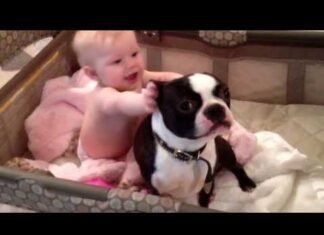 Mom Can’t Find Family Dog–She Finds Him In Her Baby’s Crib