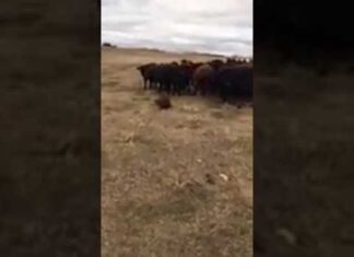 Beaver Becomes A Leader To Over 150 Cattle, It’s Unexpected But Hilarious