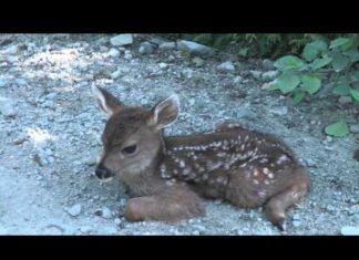 Logger finds innocent baby fawn along the side of the road, he gasps when the deer stands up