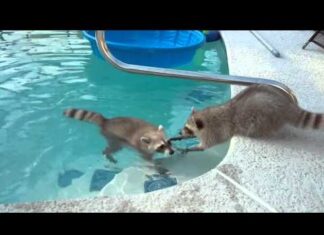 Raccoon Saving ‘Drowning’ Brother From Pool Is Caught On Video