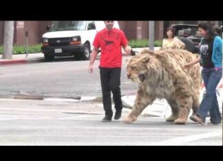 Saber-Tooth Tiger Struts Down Street, One Guy Steps Too Close In Hilarious Prank