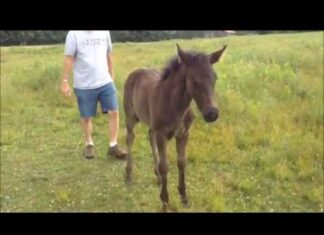 Filley Won’t Leave Man After Being Scratched- Her Next Trick Has The Internet Howling