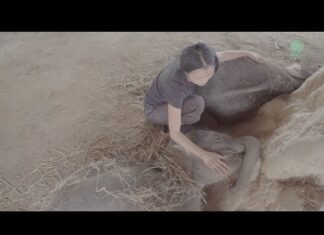 Orphaned Elephants Are Too Tired To Sleep When She Does This They Melt In Her Hands
