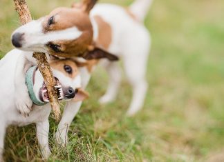 Защита от паразитов Защита от паразитов