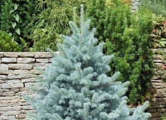 Стоит ли покупать саженцы ели? Как правильно ухаживать? Стоит ли покупать саженцы ели?