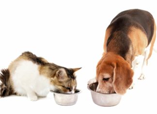 Как правильно подобрать корм для собак и кошек Как правильно подобрать корм для собак и кошек