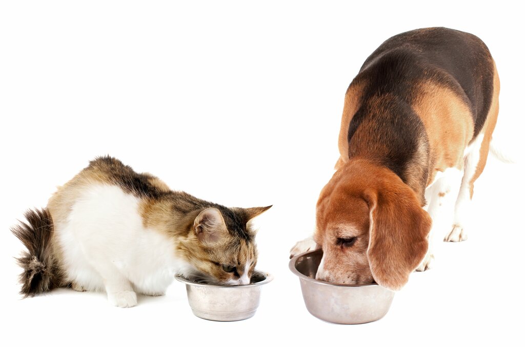 Как правильно подобрать корм для собак и кошек