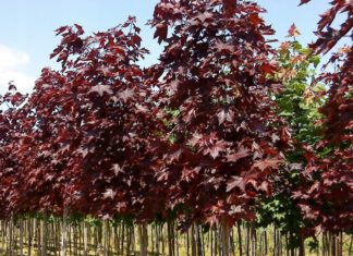 Де придбати саджанці клена: Як правильно висаджувати, вибір місця, догляд після посадки Де придбати саджанці клена: Як правильно висаджувати, вибір місця, догляд після посадки