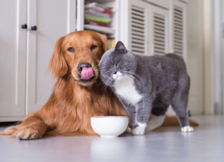 Программа-минимум по уходу за домашним животным: советы и рекомендации