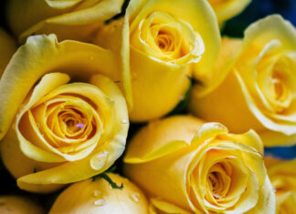 К чему дарят жёлтые розы? К чему дарят жёлтые розы?