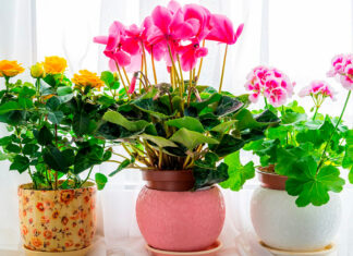 Как выбрать комнатные цветы для дома? Как выбрать комнатные цветы для дома?