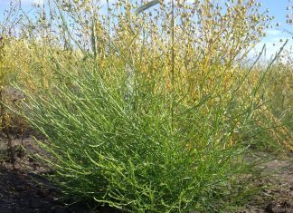 Что такое солянка холмовая? Что такое солянка холмовая?