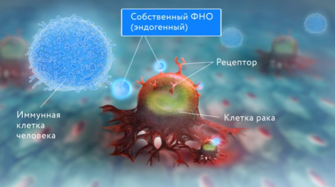 Типы цитокинов, участвующих в иммунных реакциях