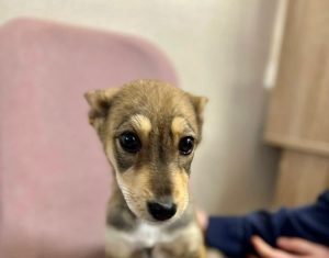 Напиши статью для чего нужна собака Напиши статью для чего нужна собака