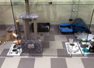 Где оставить кота на время отпуска?