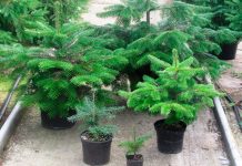 Пихта Нордмана для различного бюджета – выбираем рождественское дерево для дома