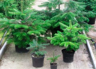 Пихта Нордмана для различного бюджета – выбираем рождественское дерево для дома