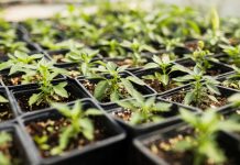 Планировка огорода: как правильно провести