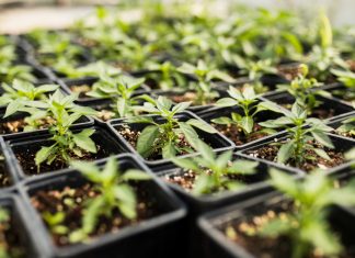 Планировка огорода: как правильно провести