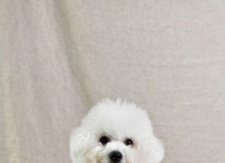 Мальтипу: характеристики породы