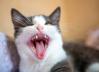 Какие вакцины нужны кошкам: полный гид для заботливых хозяев