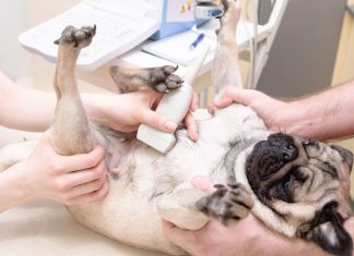 Бесценное здоровье вашего питомца: когда обращаться к ветеринарам