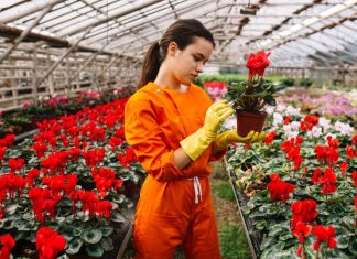 Цветочная ферма: от семян до букета