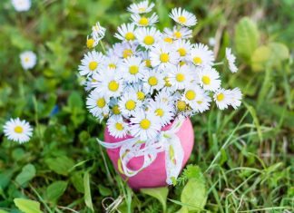 Питерский цветочный рай: почему ромашки – идеальный выбор?